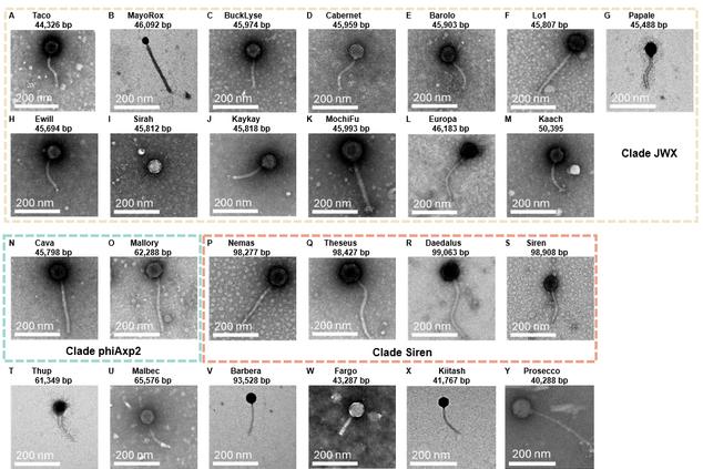 Transmission electron micrographs of Achromobacter bacteriophages from the Pride Laboratory collection, grouped by clade with genome sizes
